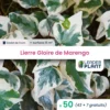 50 X Lierre Gloire De Marengo En Godet -Vert Jolie Soldes Boutique 6495cfcf62b174.95377878