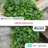 50 X Lierre Commun En Godet 1 50 X Lierre Commun En Godet -Vert Jolie Soldes Boutique 6495cfd04112a1.12768717