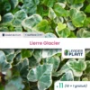 11 X Lierre Glacier En Godet 1 11 X Lierre Glacier En Godet -Vert Jolie Soldes Boutique 6495cfd19ce645.88542606