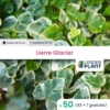 50 X Lierre Glacier En Godet -Vert Jolie Soldes Boutique 6495cfd205dc03.68244128