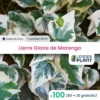 100 X Lierre Gloire De Marengo En Godet -Vert Jolie Soldes Boutique 6495d3176d33b4.41350846