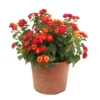 Lantana Camara : C5L -Vert Jolie Soldes Boutique 724980 2115432