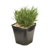 Lavande X Intermedia Dutch Lavander Pot 3L -Vert Jolie Soldes Boutique 739237 2099943