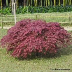 L'Acer Palmatum Dissectum Inaba Shidare : Pot 15L -Vert Jolie Soldes Boutique 748214 001