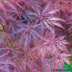 L'Acer Palmatum Dissectum Inaba Shidare : Pot 15L -Vert Jolie Soldes Boutique 748214 002