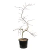 L'Acer Palmatum Dissectum Inaba Shidare : Pot 15L 2 L'Acer Palmatum Dissectum Inaba Shidare : Pot 15L -Vert Jolie Soldes Boutique 748214 2076232