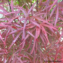 Acer Palmatum ‘Atrolineare’ C7L H.60/80cm -Vert Jolie Soldes Boutique 748246 003