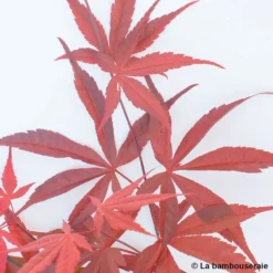 Acer Palmatum ‘Atrolineare’ C7L H.60/80cm -Vert Jolie Soldes Boutique 748246 004