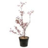 Acer Palmatum ‘Atrolineare’ C7L H.60/80cm -Vert Jolie Soldes Boutique 748246 2076256