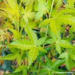 Acer Palmatum Shirasawanum Aureum C7L H.60/80cm -Vert Jolie Soldes Boutique 748251 001