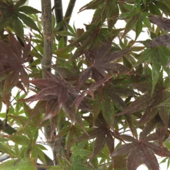 Acer Japonicum 'Palmatum Blood Good' C30L H.100/125cm