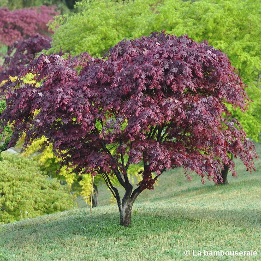 Acer Japonicum 'Palmatum Blood Good' C3L H.40/60cm 5 Acer Japonicum 'Palmatum Blood Good' C3L H.40/60cm – Image 3
