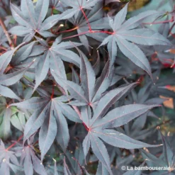Acer Japonicum 'Palmatum Blood Good' C3L H.40/60cm 10 Acer Japonicum 'Palmatum Blood Good' C3L H.40/60cm -Vert Jolie Soldes Boutique 748255 003