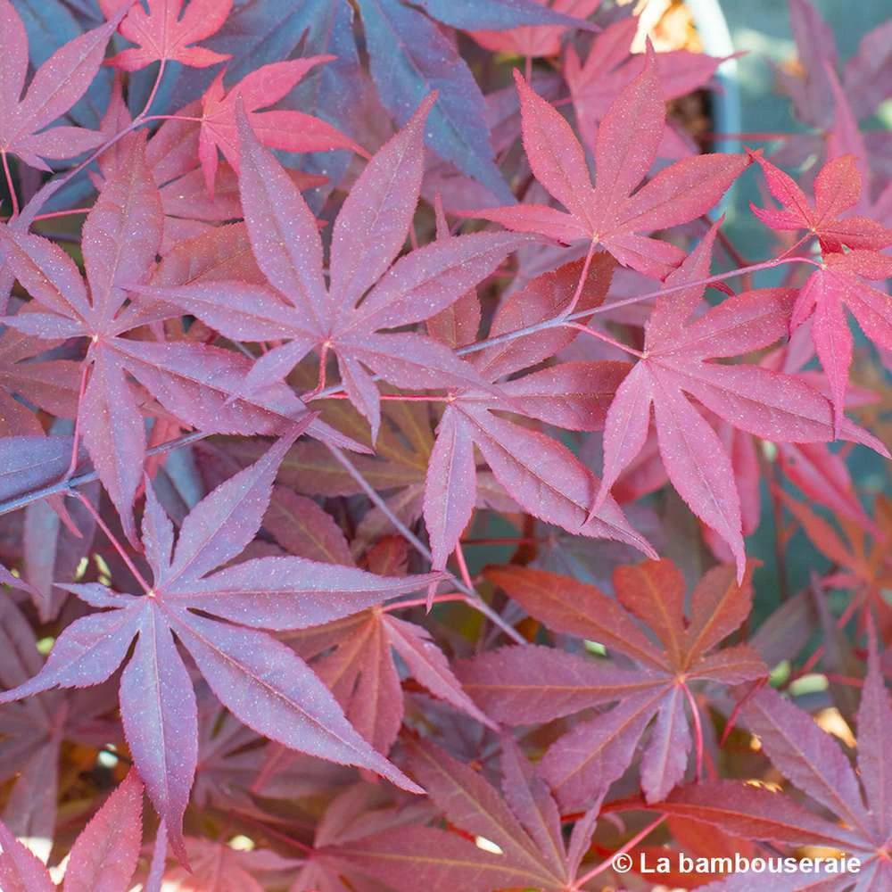 Acer Japonicum 'Palmatum Blood Good' C3L H.40/60cm 4 Acer Japonicum 'Palmatum Blood Good' C3L H.40/60cm – Image 2