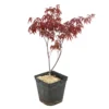 Acer Japonicum 'Palmatum Blood Good' C3L H.40/60cm -Vert Jolie Soldes Boutique 748255 2076259