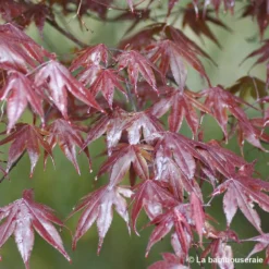 Acer Japonicum 'Palmatum Blood Good' C50L H.125/150cm -Vert Jolie Soldes Boutique 748256 002