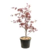 Acer Japonicum 'Palmatum Blood Good' C7L H.60/80cm -Vert Jolie Soldes Boutique 748257 2076262