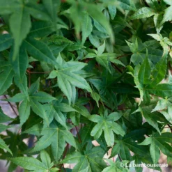 Acer Palmatum "Deshojo" C3L H.40/60cm -Vert Jolie Soldes Boutique 748262 002