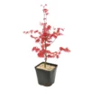 Acer Palmatum "Deshojo" C3L H.40/60cm -Vert Jolie Soldes Boutique 748262 2076265