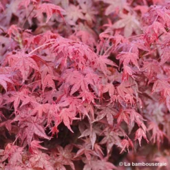 Acer Palmatum "Deshojo" C7L H.60/80cm -Vert Jolie Soldes Boutique 748264 001