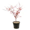 Acer Palmatum "Deshojo" C7L H.60/80cm -Vert Jolie Soldes Boutique 748264 2076268