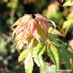 Acer Palmatum Katsura : C7L H.60/80cm -Vert Jolie Soldes Boutique 748269 001