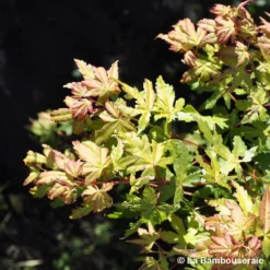 Acer Palmatum Katsura : C7L H.60/80cm -Vert Jolie Soldes Boutique 748269 002