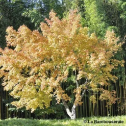 Acer Palmatum Katsura : C7L H.60/80cm -Vert Jolie Soldes Boutique 748269 003