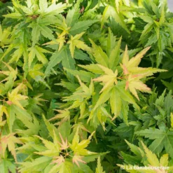Acer Palmatum 'koto Hime' : C5L H.30/40cm -Vert Jolie Soldes Boutique 748272 001
