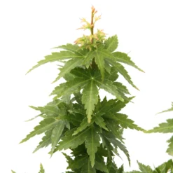 Acer Palmatum 'koto Hime' : C5L H.30/40cm