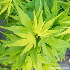 Acer Palmatum 'Mikawa Yatsubusa' : C5L H.30/40cm -Vert Jolie Soldes Boutique 748278 001
