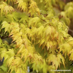 Acer Palmatum 'Orange Dream' :C3L H.40/60cm -Vert Jolie Soldes Boutique 748280 001