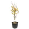 Acer Palmatum 'Orange Dream' :C7L H.60/80cm -Vert Jolie Soldes Boutique 748282 2076280