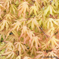 Acer Palmatum Reticulatum Red : C30L H.100/125cm -Vert Jolie Soldes Boutique 748286 003
