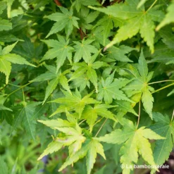 Acer Palmatum 'Sango-Kaku' : C3L H.40/60cm -Vert Jolie Soldes Boutique 748291 003