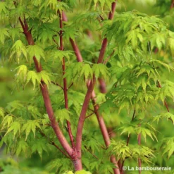 Acer Palmatum 'Sango-Kaku' : C7L H.60/80cm -Vert Jolie Soldes Boutique 748293 002