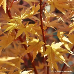 Acer Palmatum 'Sango-Kaku' : C7L H.60/80cm -Vert Jolie Soldes Boutique 748293 004