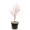 Acer Palmatum 'Sango-Kaku' : C7L H.60/80cm -Vert Jolie Soldes Boutique 748293 2076208