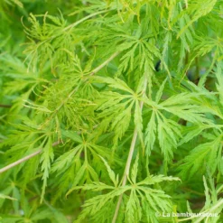 Acer Palmatum 'Seiryu' :C3L H.40/60cm 8 Acer Palmatum 'Seiryu' :C3L H.40/60cm -Vert Jolie Soldes Boutique 748297 001