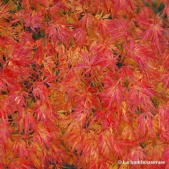 Acer Palmatum 'Seiryu' :C3L H.40/60cm 9 Acer Palmatum 'Seiryu' :C3L H.40/60cm -Vert Jolie Soldes Boutique 748297 003