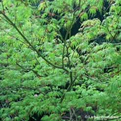 Acer Palmatum 'Seiryu' :C7L H60/80cm -Vert Jolie Soldes Boutique 748298 002