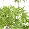 Acer Palmatum 'Seiryu' :C7L H60/80cm -Vert Jolie Soldes Boutique 748298 2120259