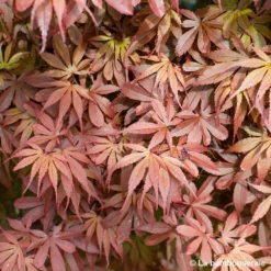 Acer Palmatum Skeeter's Broom :C3L H40/60cm -Vert Jolie Soldes Boutique 748302 004