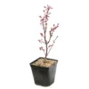 Acer Palmatum Skeeter's Broom :C3L H40/60cm -Vert Jolie Soldes Boutique 748302 2076211