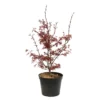 Acer Palmatum Skeeter's Broom :C7L H.60/80cm