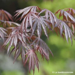 Acer Palmatum Trompenburg :C7L H.60/80cm -Vert Jolie Soldes Boutique 748308 001