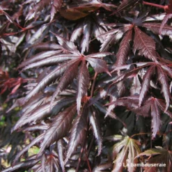 Acer Palmatum Trompenburg :C7L H.60/80cm -Vert Jolie Soldes Boutique 748308 003