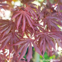 Acer Palmatum Trompenburg :C7L H.60/80cm -Vert Jolie Soldes Boutique 748308 004