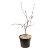 Acer Palmatum Trompenburg :C7L H.60/80cm 1 Acer Palmatum Trompenburg :C7L H.60/80cm -Vert Jolie Soldes Boutique 748308 2076217
