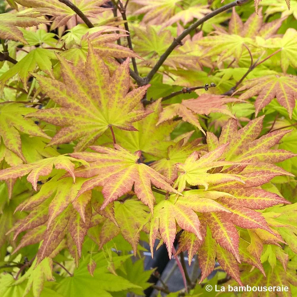Acer Shirasawanum Autumn Moon : C5L H30/40cm 4 Acer Shirasawanum Autumn Moon : C5L H30/40cm – Image 2
